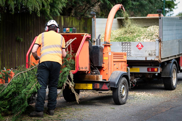 Tree Health Inspection